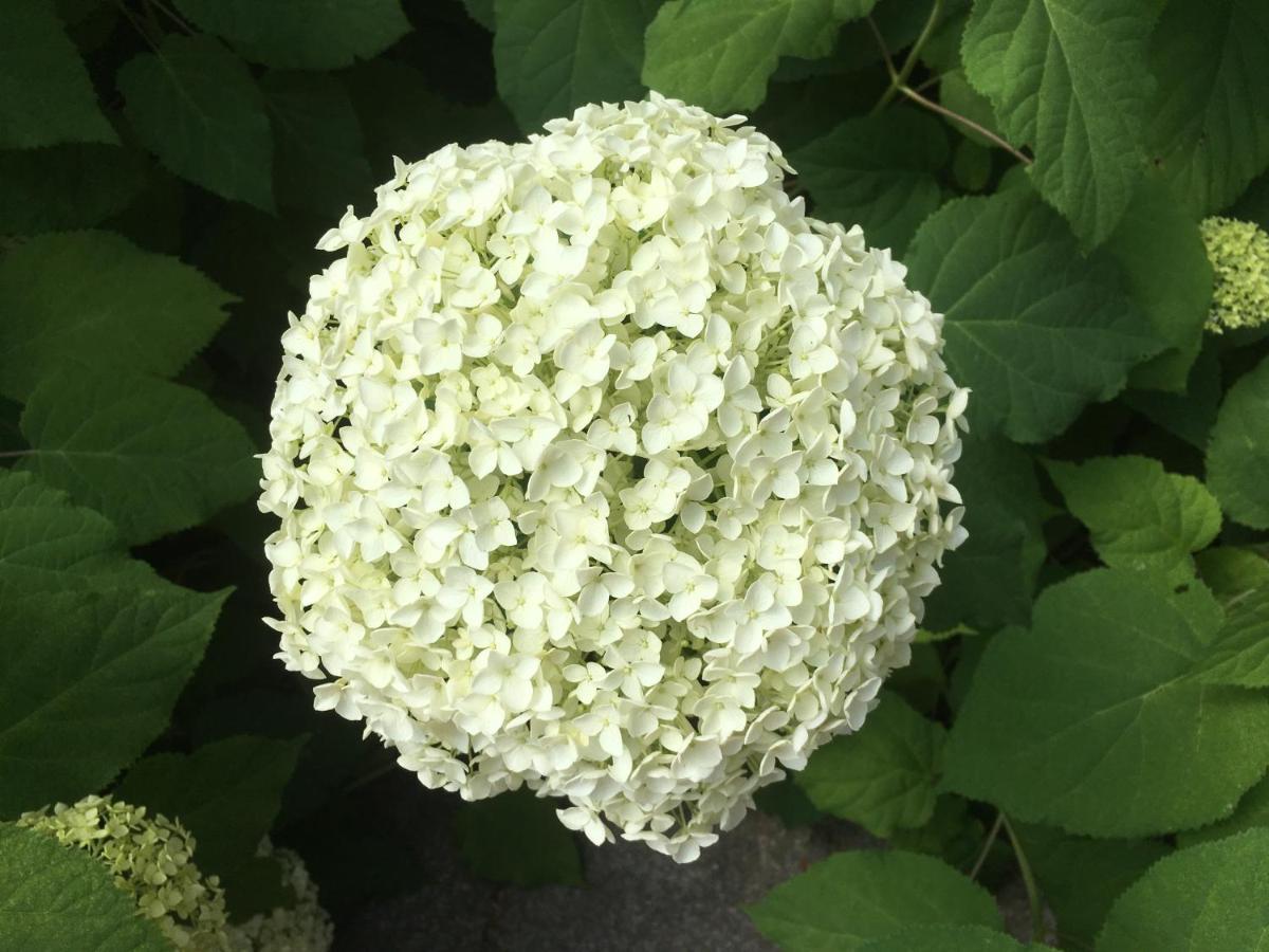 B&B De Tol Hulst Ngoại thất bức ảnh